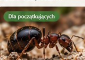 Messor barbarus — zdjęcie poglądowe