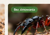Messor aciculatus — zdjęcie poglądowe