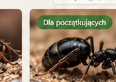 Messor muticus — zdjęcie poglądowe