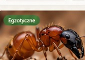 Camponotus singularis — wizualizacja katalogowa