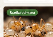 Carebara diversa — wizualizacja katalogowa