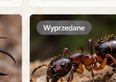 Camponotus fedtschenkoi — wizualizacja katalogowa